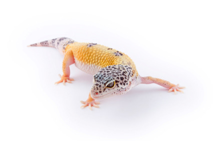 reptilesrevolution:  Leopard Geckos.
