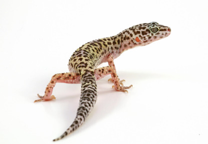 reptilesrevolution:  Leopard Geckos.