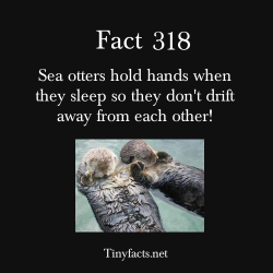 tinyfacts:  Sea otters hold hands when they