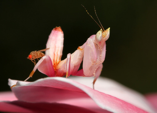 thescienceofreality:  A Look at Orchid Mantes by Scott Cromwell  In the first three images [found here] Scott Cromwell skillfully captures an “ignorant fruit fly” perched upon a pink Orchid Mantis’ leg before being grabbed up and eaten. In the