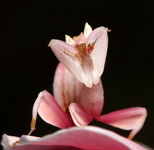 thescienceofreality:  A Look at Orchid Mantes by Scott Cromwell  In the first three images [found here] Scott Cromwell skillfully captures an “ignorant fruit fly” perched upon a pink Orchid Mantis’ leg before being grabbed up and eaten. In the