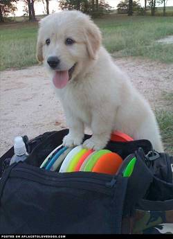 aplacetolovedogs:  He loves to play disc