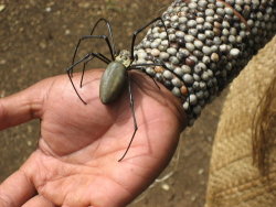 ihavejunk:   Before this catches on with miserable adult babies reblogging to only add “KILL IT WITH FIRE” or some other idiotic, unfunny meme: This is a mature female spider of the Nephila genus. I’m not sure the exact species, but members of this