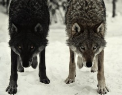 Beautiful Wolves