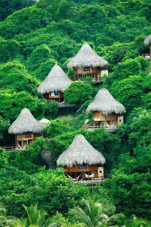 viridisvita:  viridisvita     all things tropical!❀ ❁ ☮❀ ❁ ☮ 