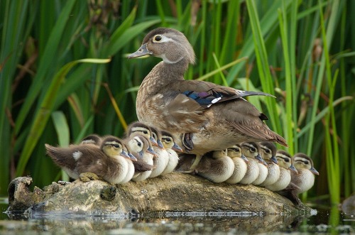 bonedust:  fuckyesducklings: “I do what I want.” 