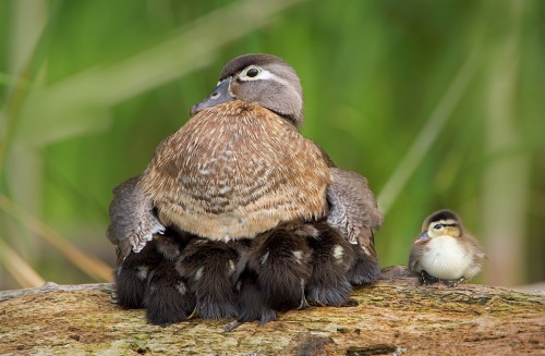 bonedust:  fuckyesducklings: “I do what I want.” 