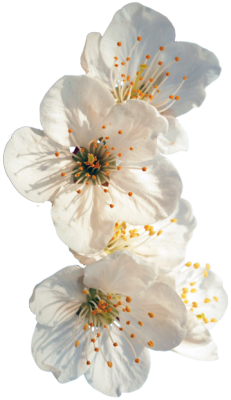 transparent-flowers:  Fragaria virginiana (Wild
