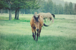 Hisaishi:  Horse 4 (By Mrs. French) 