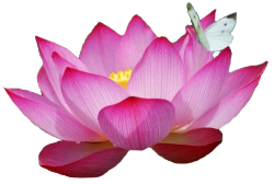 transparent-flowers:  Indian Lotus, also