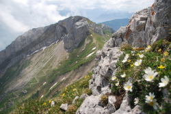 lifemeasuredoutwithcoffeespoons:  A little blurry right up front, but that is kinda what you get with an amateur photographer hanging from a cliff face. I took this is Switzerland, and the peace up on this mountain was so beautiful and overwhelming that