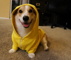 aplacetolovedogs:  corgnelius: “here to