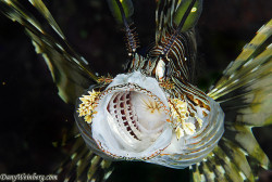 trynottodrown:  Yawning Lion fish by dany