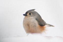 fat-birds:  snow bird-tufted titmouse by