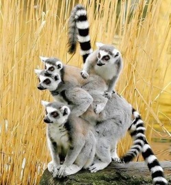 Bright-eyed totem (Ring-tailed Lemurs)