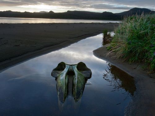 A Sei Whale skull found in a tidal creek in Chile.