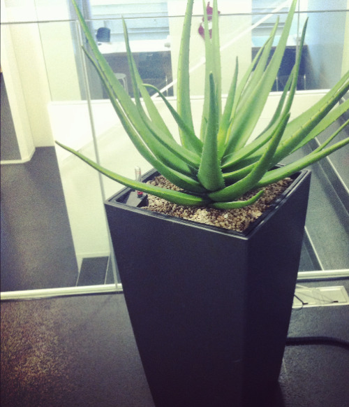 botanify:  don’t change the source! here’s my botanic natural plant blog :)  