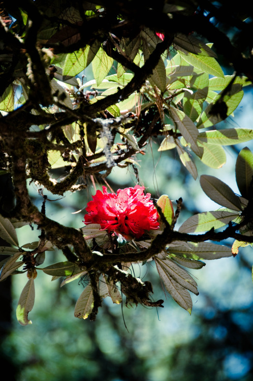 A laligurans {rhododendron} flower on the trail to Sing Gompa, Rasuwa, Nepal. Photography by BrookR