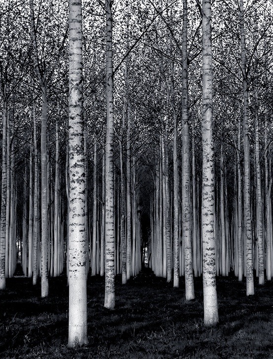 wasbella102:  By David Scarbrough