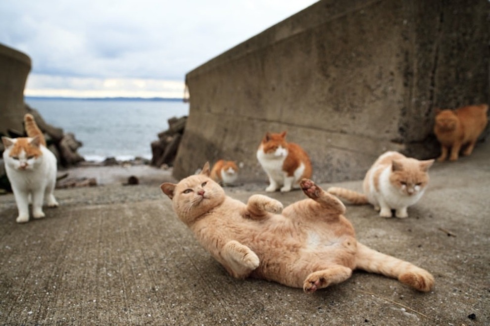 buzzfeed:  There’s an island in Japan where wild cats wander freely through the