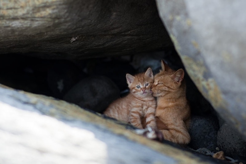 buzzfeed:  There’s an island in Japan where wild cats wander freely through the