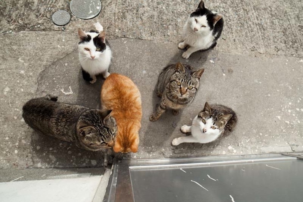 buzzfeed:  There’s an island in Japan where wild cats wander freely through the