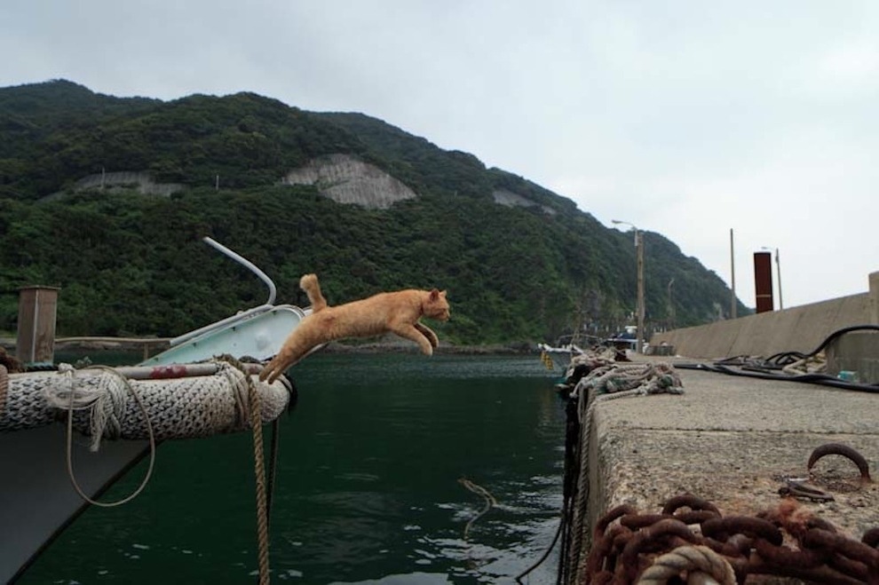 buzzfeed:  There’s an island in Japan where wild cats wander freely through the