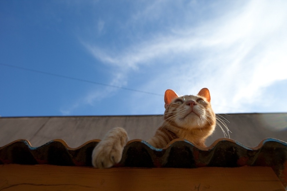 buzzfeed:  There’s an island in Japan where wild cats wander freely through the