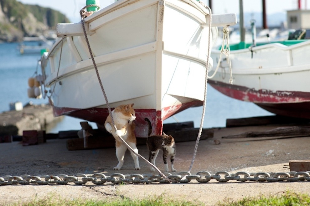 buzzfeed:  There’s an island in Japan where wild cats wander freely through the