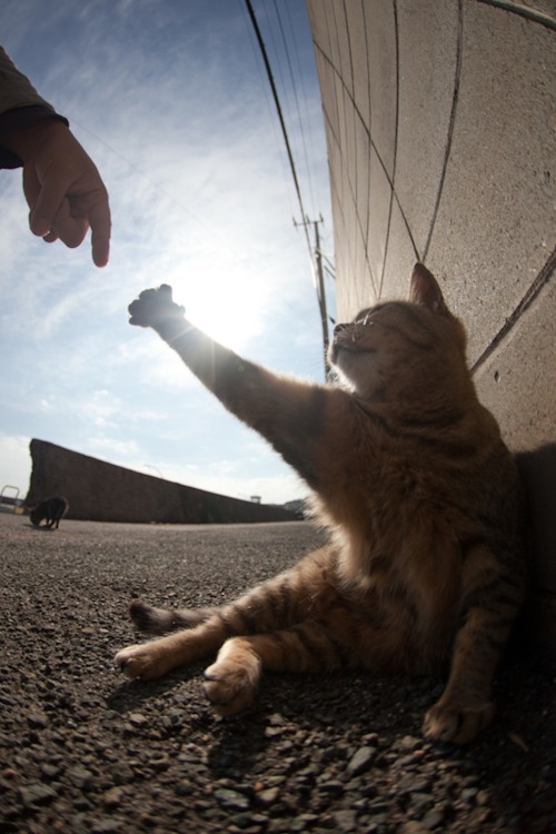 pottsjen:   There’s an island in Japan where wild cats wander freely through the streets, boatyards, porches, and houses of the city. I want to go to there.  My exact thoughts while scrolling through the pictures were just that: I want to go to there.