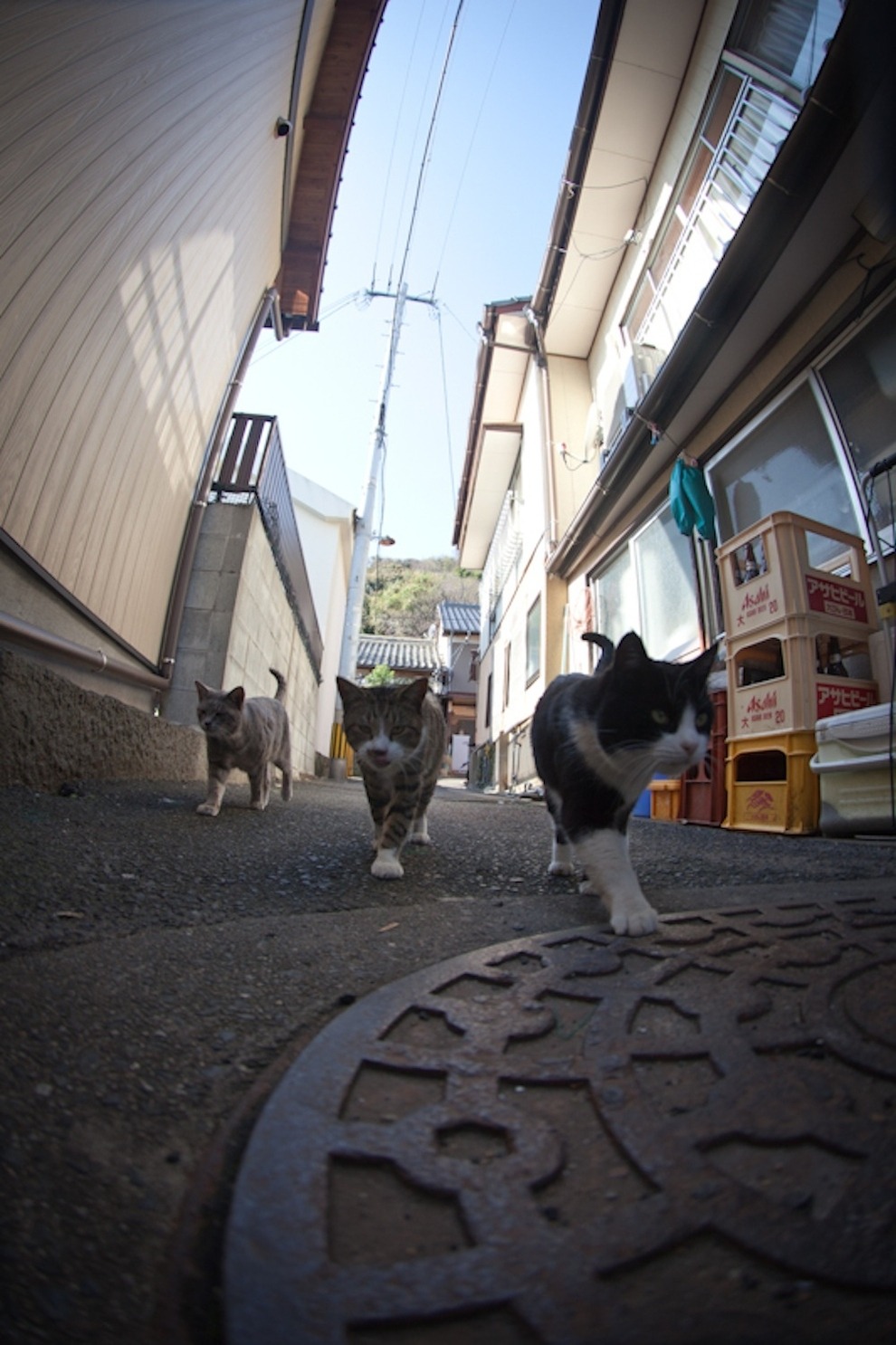 buzzfeed:  There’s an island in Japan where wild cats wander freely through the