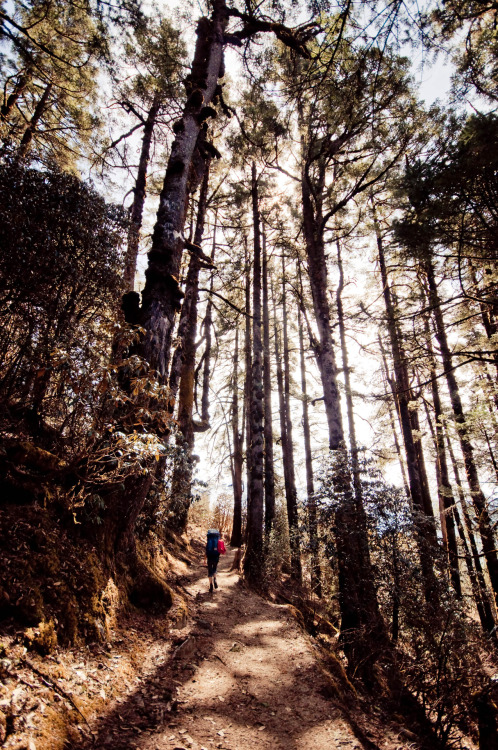 Tall trees in the forest along the trail to Cholangpaty, Rasuwa, Nepal. Photography by BrookR