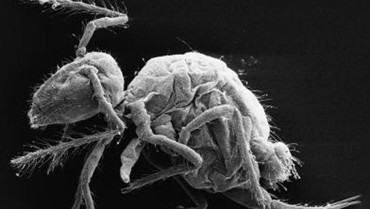 Bizarre-looking springtails discovered in Spanish cave
The scientists plan to study how these creatures adapted to the cold, wet and lightless conditions in the cave.