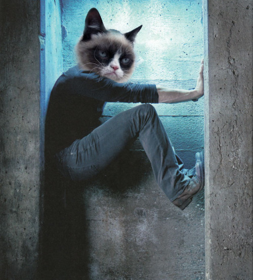 ramblingsofanurbanjawn:  buzzfeed:  Definitive proof that Jeremy Renner is just Grumpy Cat.  Goddammit Tumblr.  