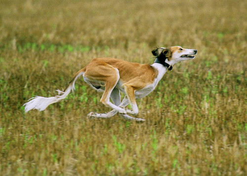 gindenvodd:Sighthounds