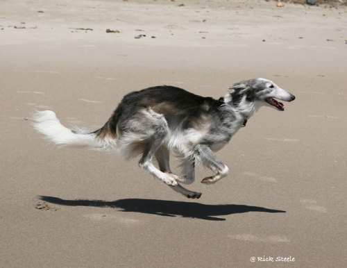 gindenvodd:Sighthounds