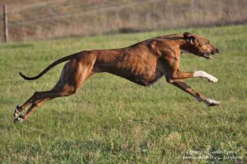 gindenvodd:Sighthounds