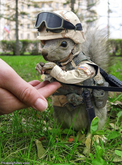 danmatthews:  Sgt. Squirrel. He’s nuts.