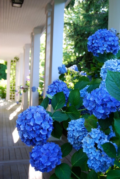 thevisualvamp: Hydrangea