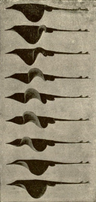 mitigating:  splattergut:  Undulations of the fins of a skate viewed from the side. Étienne-Jules Marey, 1894 &lt;&gt;&lt;&gt;&lt;&gt;  UGH LOVE THIS 