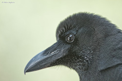 fairy-wren:  jungle crow (photo by atlas