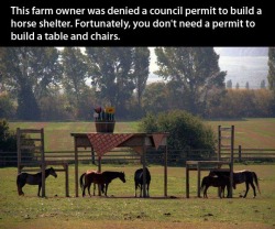 thagoodthings:  searchingforknowledge:  HAHAHAHHAHAHAHAHAHAHAHA  I really thought those were little ass horses 