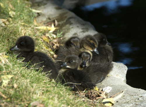 cayuga and mallard crossbreed ducklings