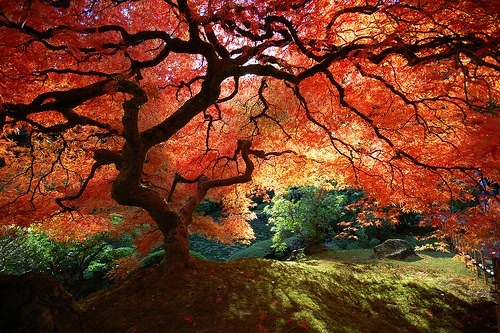 suchgoodfood:  Where I belong. Japan 