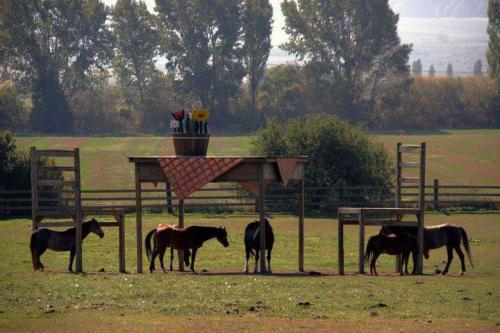 ejacutastic: cheerio5: Apparently this farm owner was denied a council permit to build a horse shelt