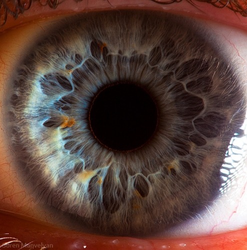 showslow:  Suren Manvelyan, Macro photography of the human eye. 