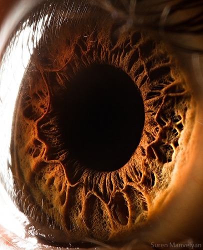 showslow:  Suren Manvelyan, Macro photography of the human eye. 