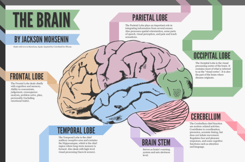 View the full size HERE. This is sort of an introductory &ldquo;lesson&rdquo; on the human brain. Si