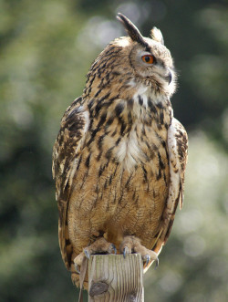 Wingedpredators:  European Eagle Owl (Photo By Paulhp) 