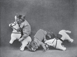 theoddmentemporium:  Harry Whittier Frees Harry Whittier Frees (1879–1953) was an American photographer who created novelty postcards and children’s books based on his photographs of animals. He dressed the animals and posed them in human situations